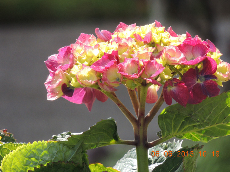 flower 691_.jpg
