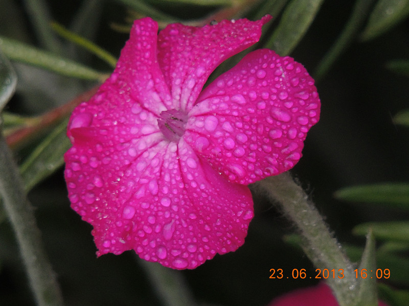 flower 899_.jpg