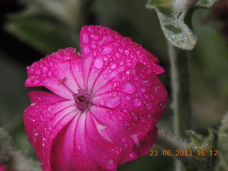 flower 905_.jpg