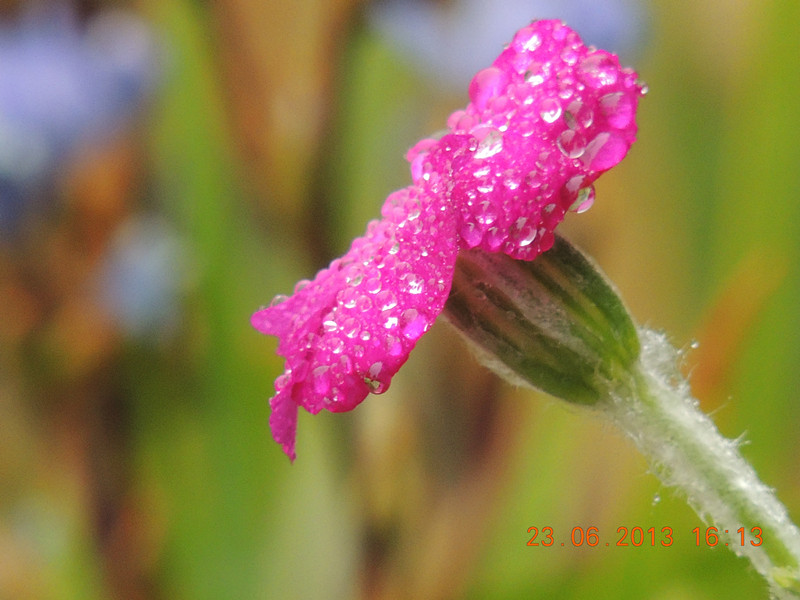 flower 910_.jpg