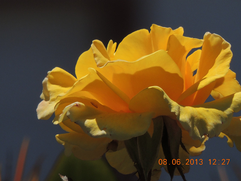 flower 709_.jpg