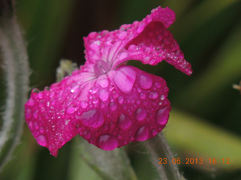flower 907_.jpg