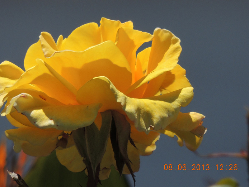 flower 705_.jpg