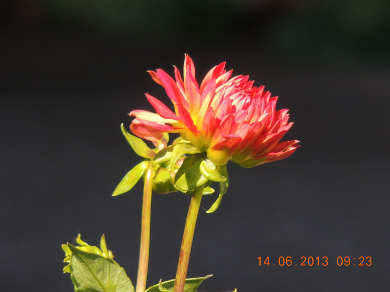 flower 799_.jpg