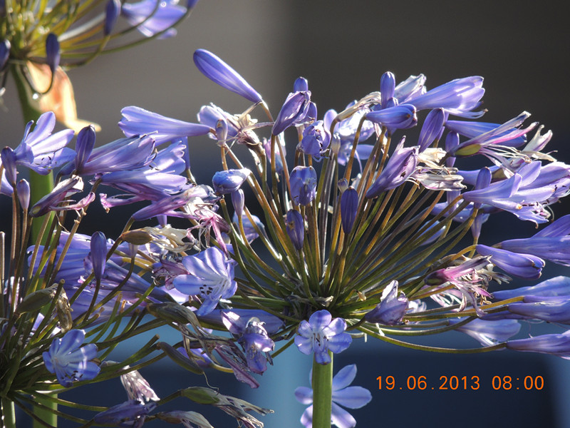 flower 809_.jpg