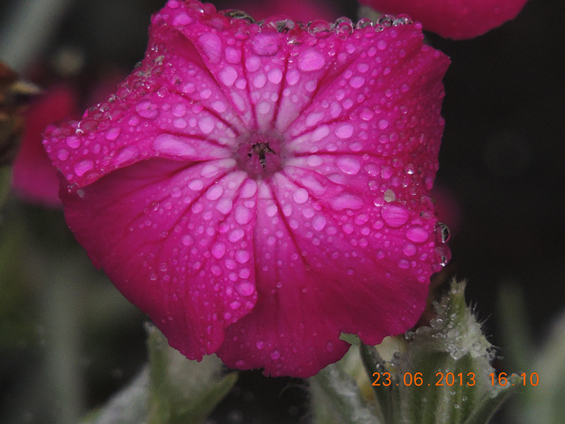 flower 902_.jpg