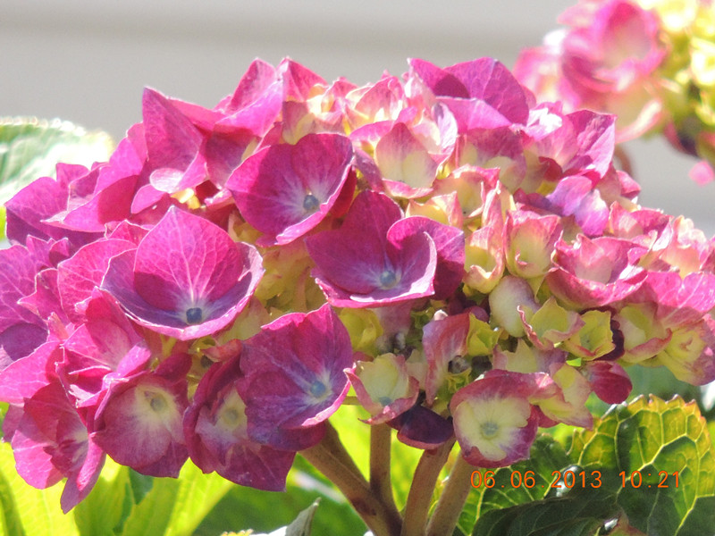 flower 701_.jpg