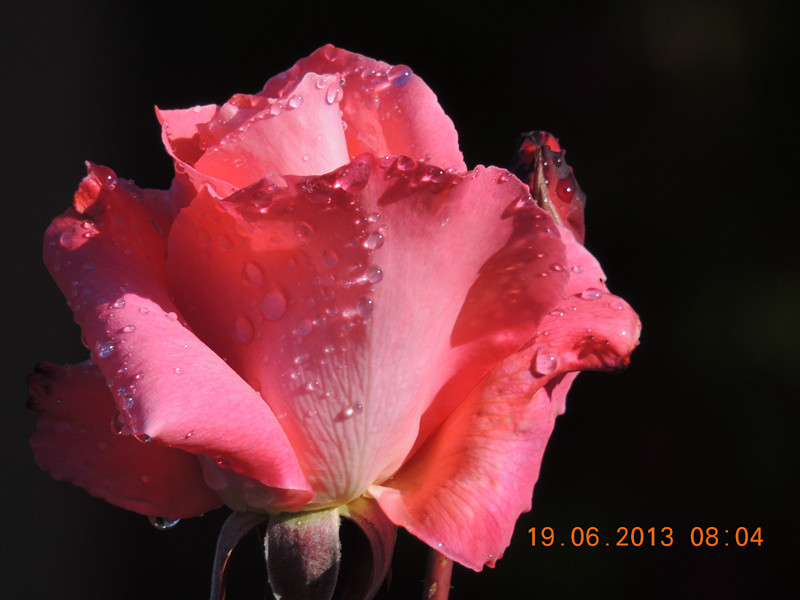 flower 824_.jpg