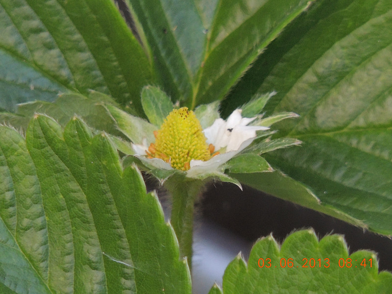 flower 557_.jpg