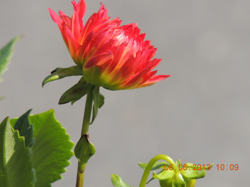 flower 661_.jpg