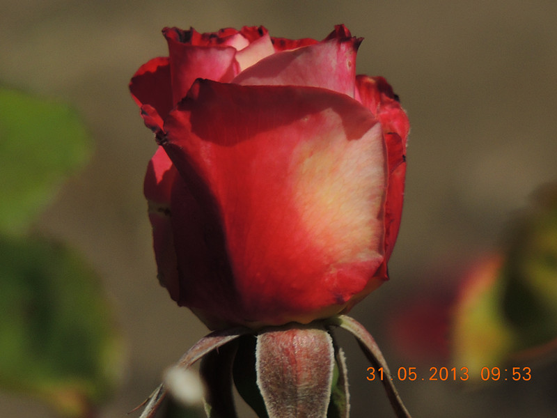 flower 511_.jpg