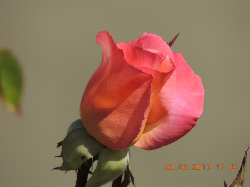 flower 846_.jpg