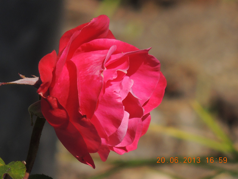 flower 839_.jpg