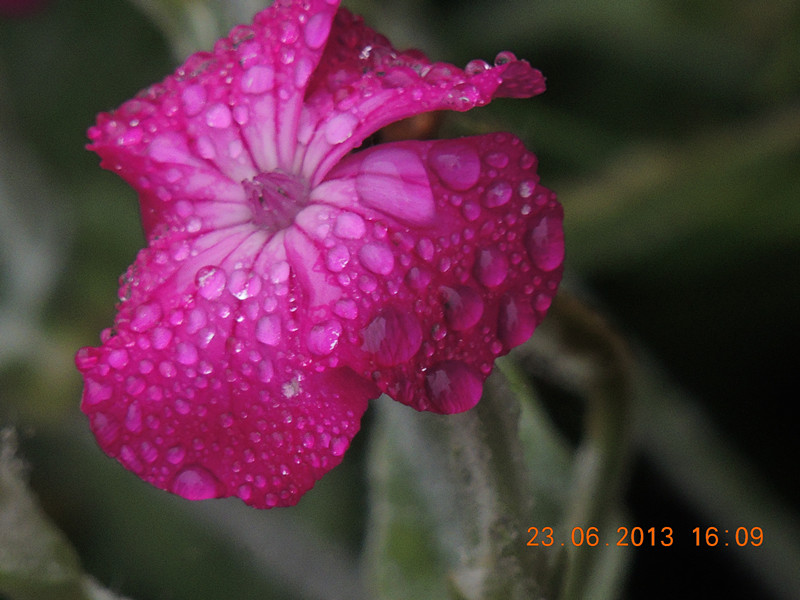 flower 900_.jpg