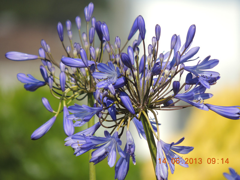 flower 775_.jpg