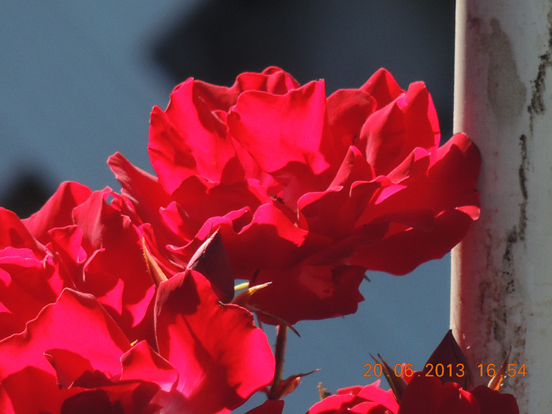 flower 827_.jpg