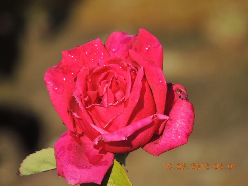 flower 814_.jpg