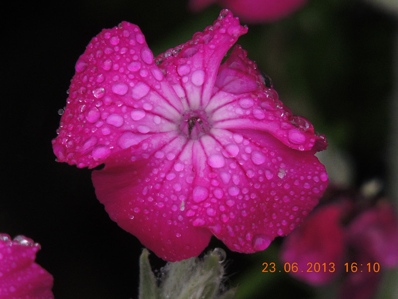 flower 904_.jpg