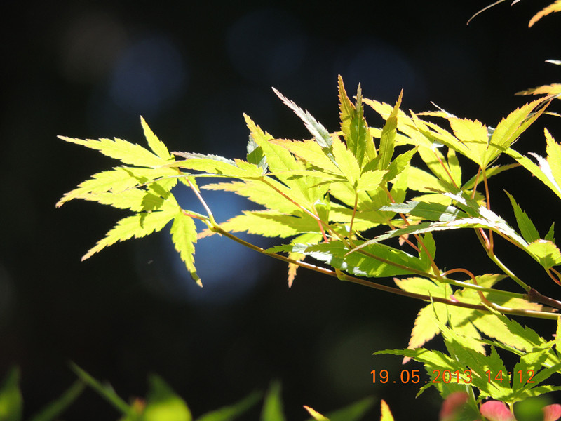 live 1247_.jpg
