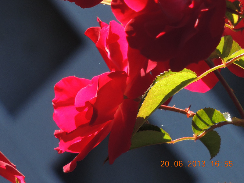 flower 829_.jpg