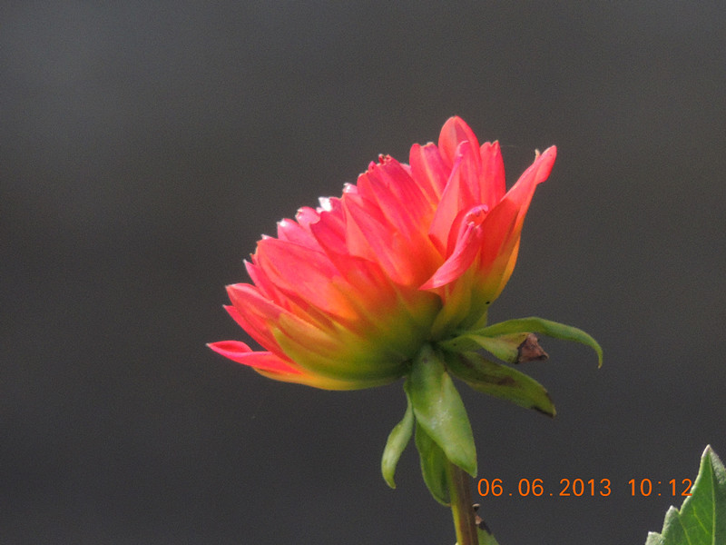 flower 671_.jpg