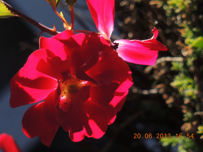 flower 828_.jpg