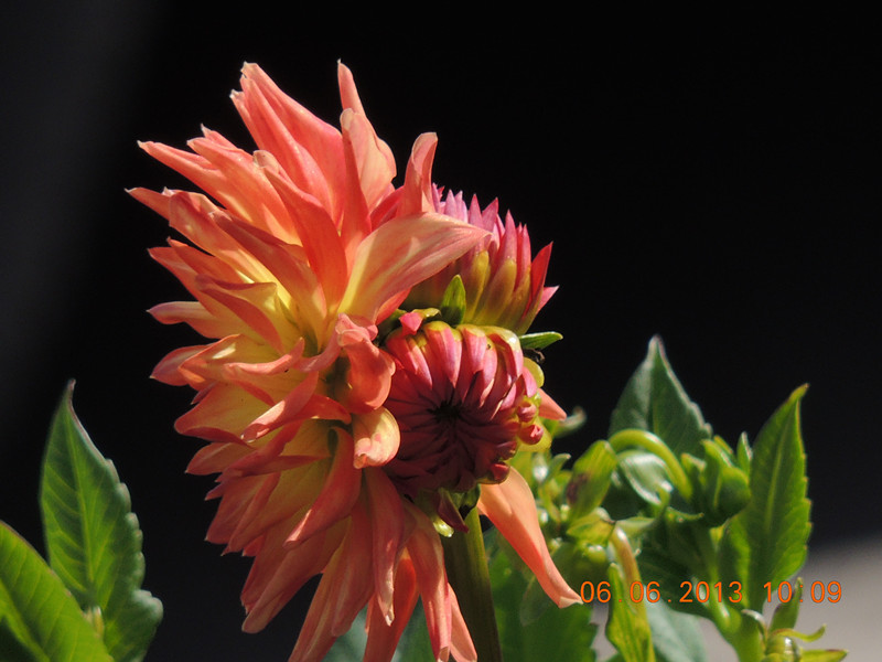 flower 660_.jpg