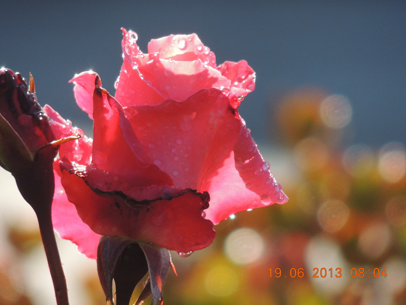 flower 825_.jpg