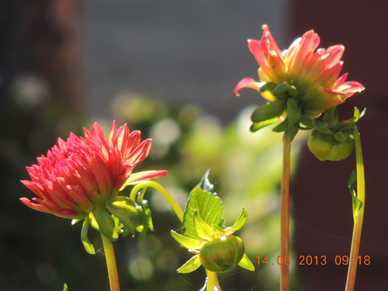 flower 779_.jpg