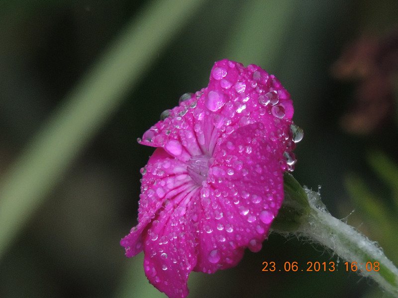 flower 896_.jpg
