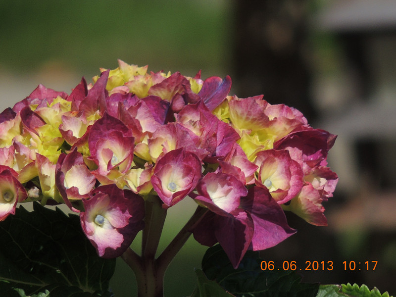 flower 682_.jpg