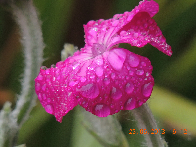 flower 908_.jpg