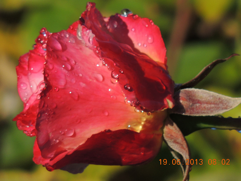flower 817_.jpg