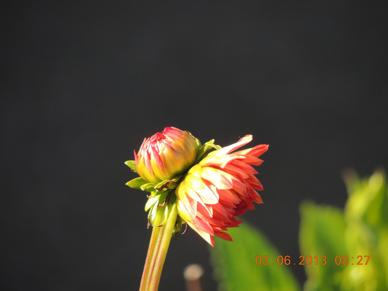 flower 538_.jpg
