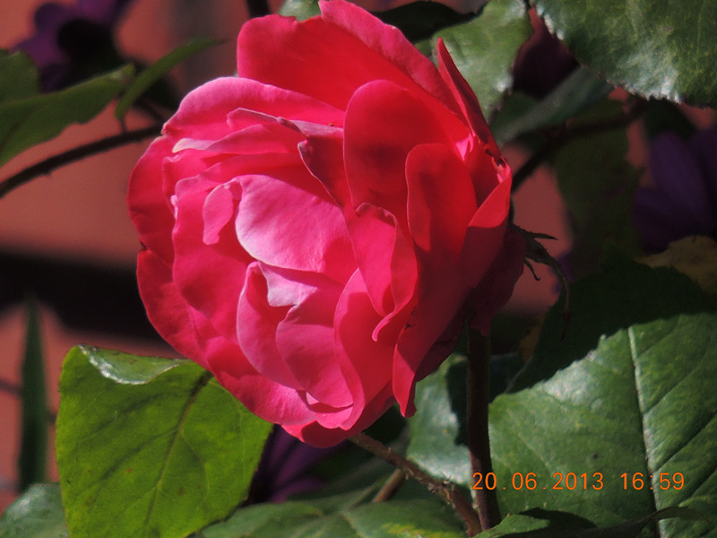 flower 838_.jpg