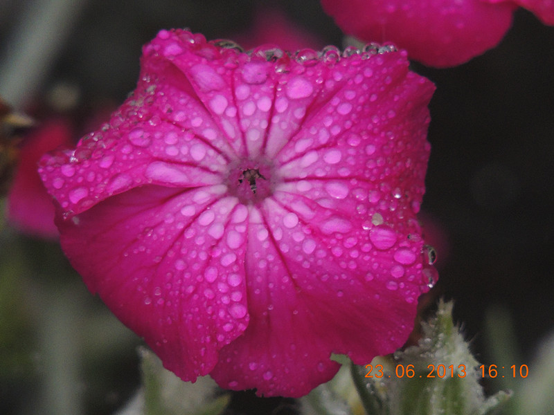 flower 903_.jpg