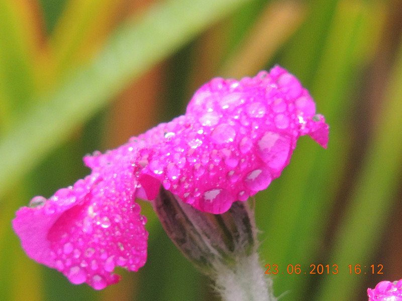 flower 909_.jpg