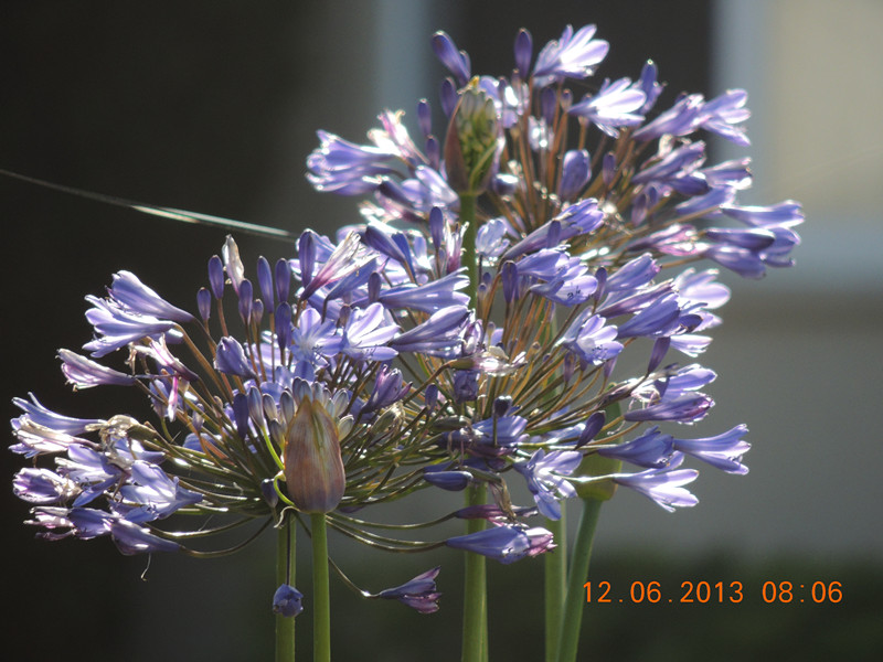 flower 720_.jpg