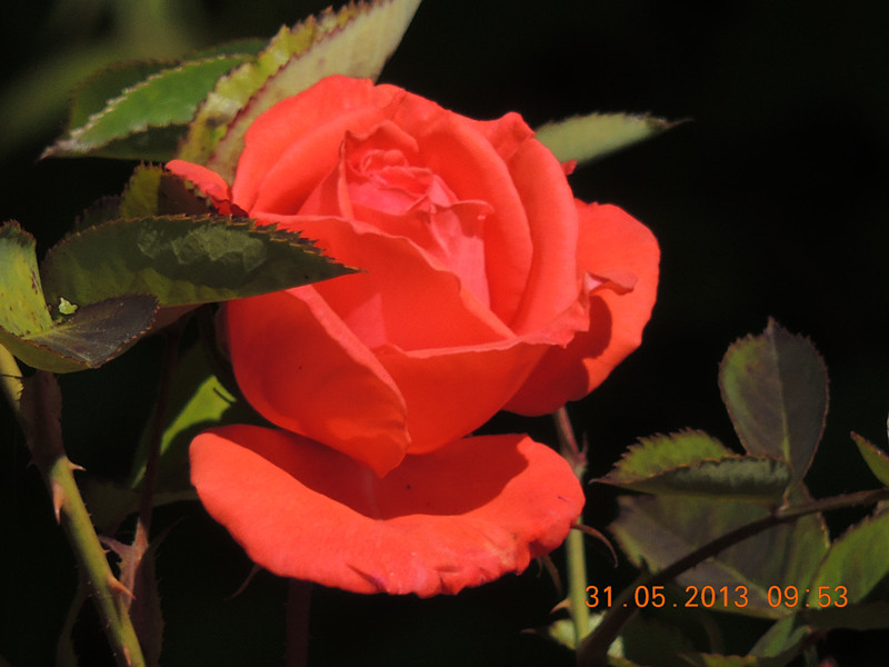 flower 510_.jpg