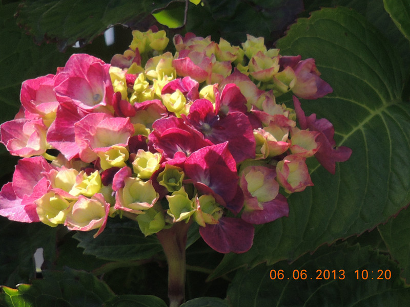 flower 697_.jpg