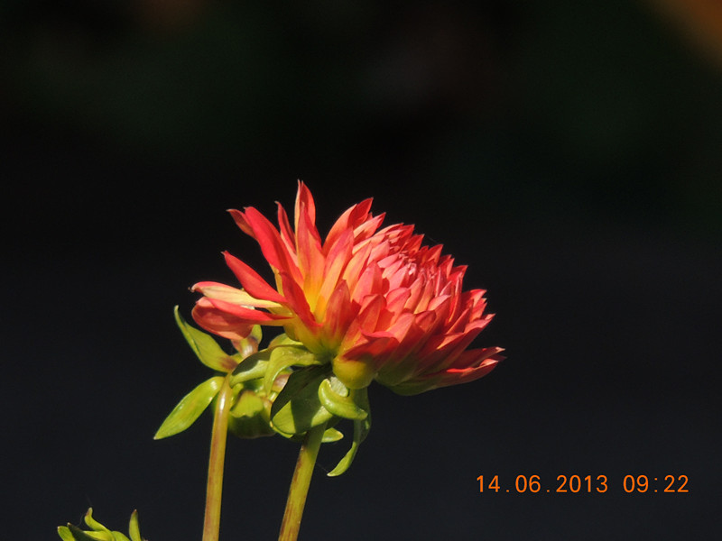 flower 796_.jpg