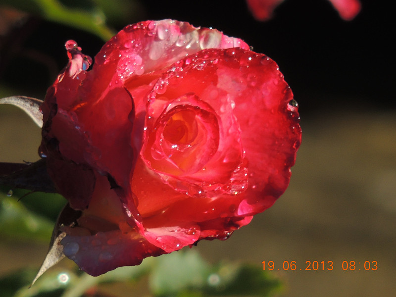flower 823_.jpg