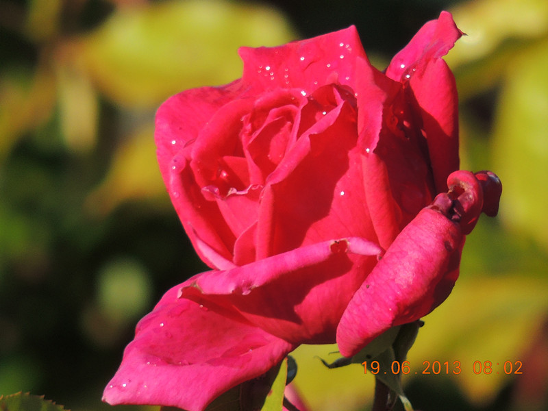 flower 820_.jpg