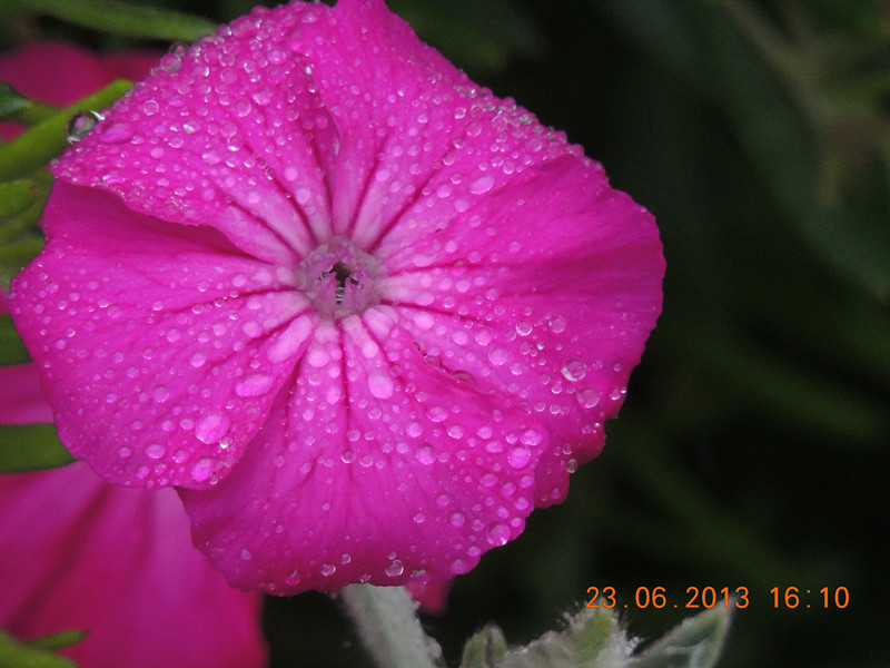 flower 901_.jpg
