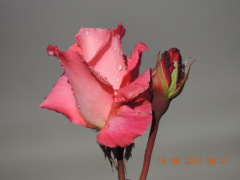 flower 813_.jpg