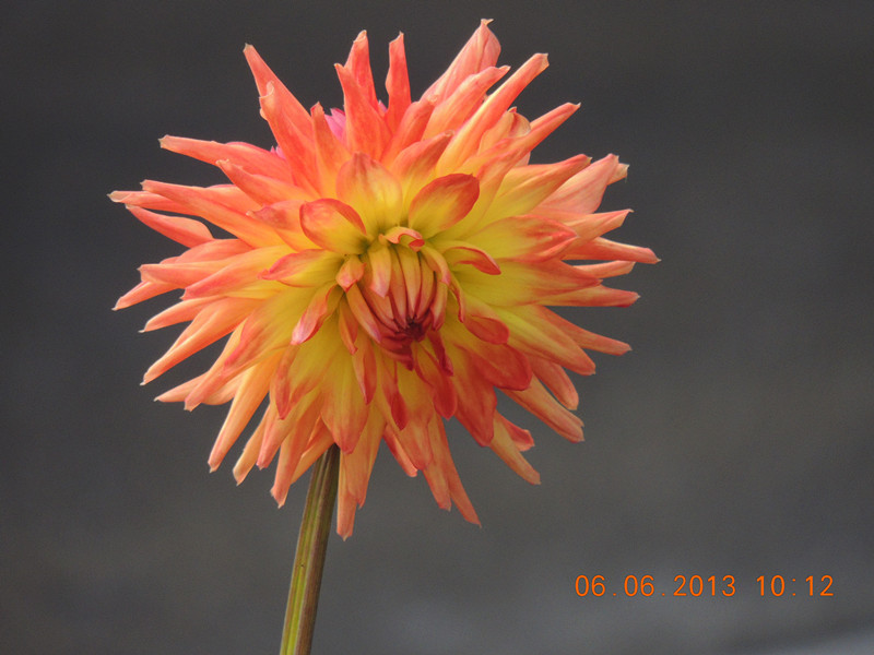 flower 670_.jpg
