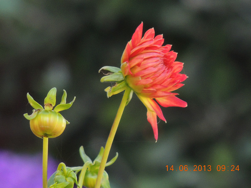 flower 803_.jpg