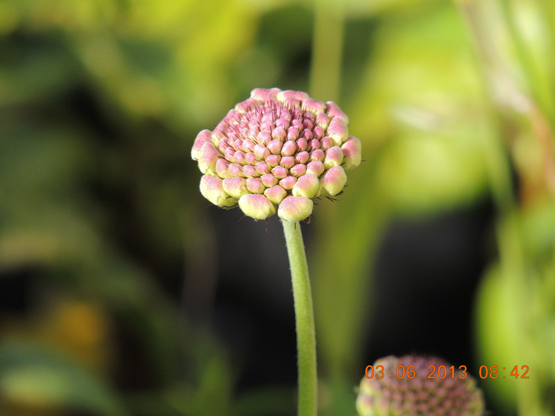 flower 560_.jpg