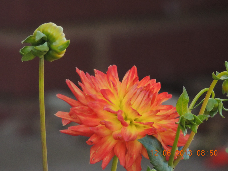 flower 746_.jpg