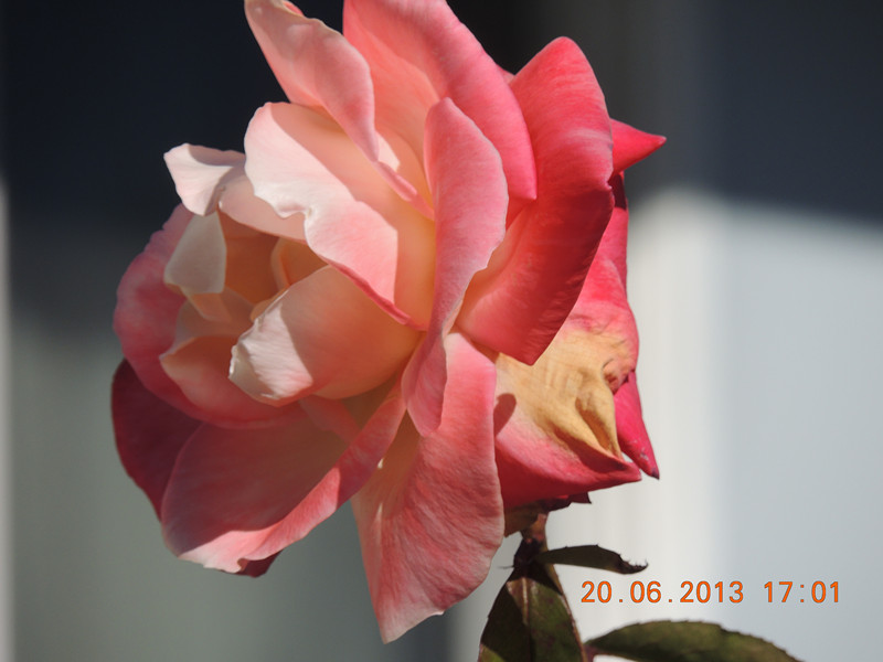 flower 847_.jpg